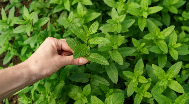 Henna Powder for Hair Growth: Does It Really Work?