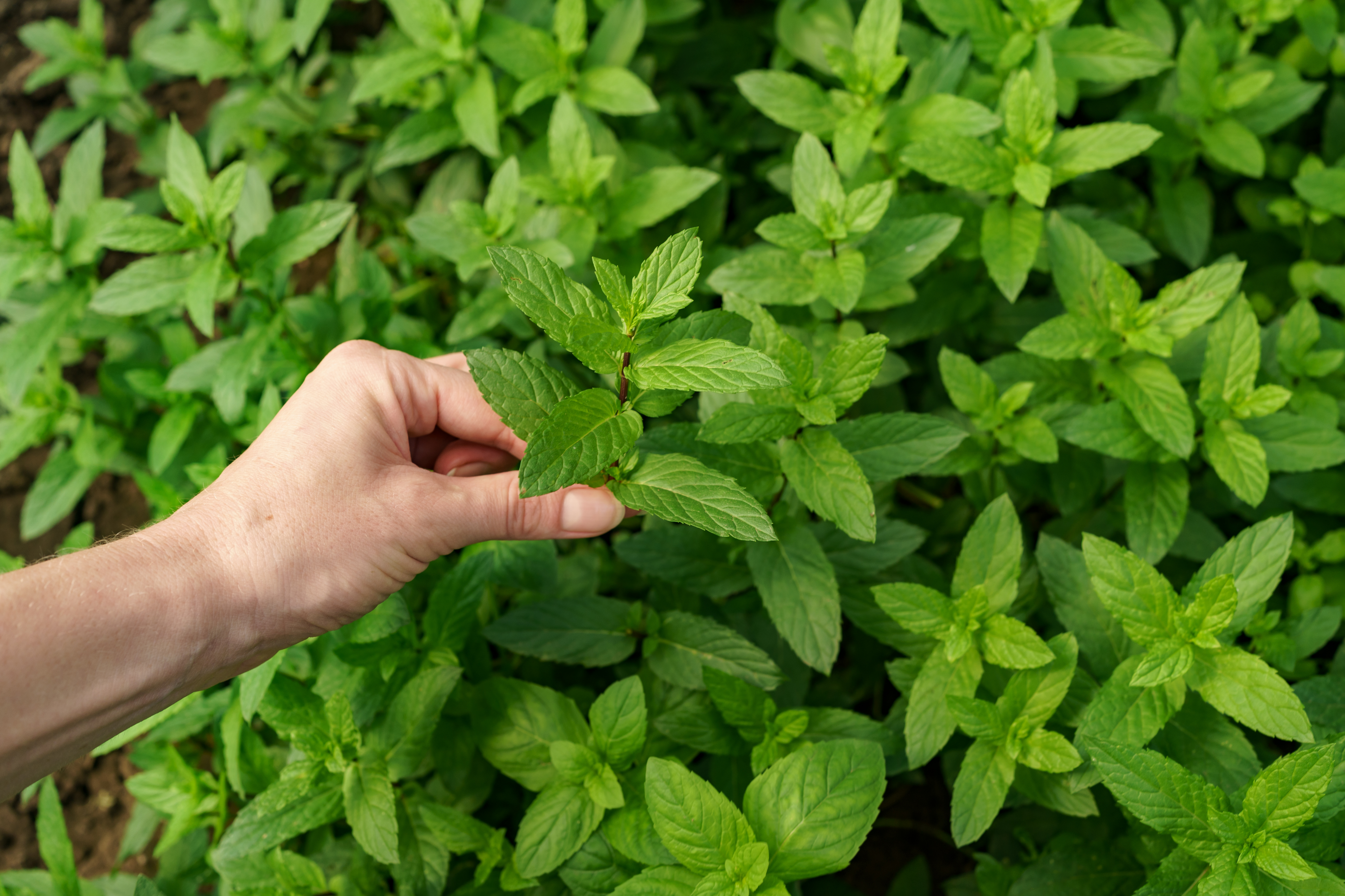 Henna Powder for Hair Growth: Does It Really Work?